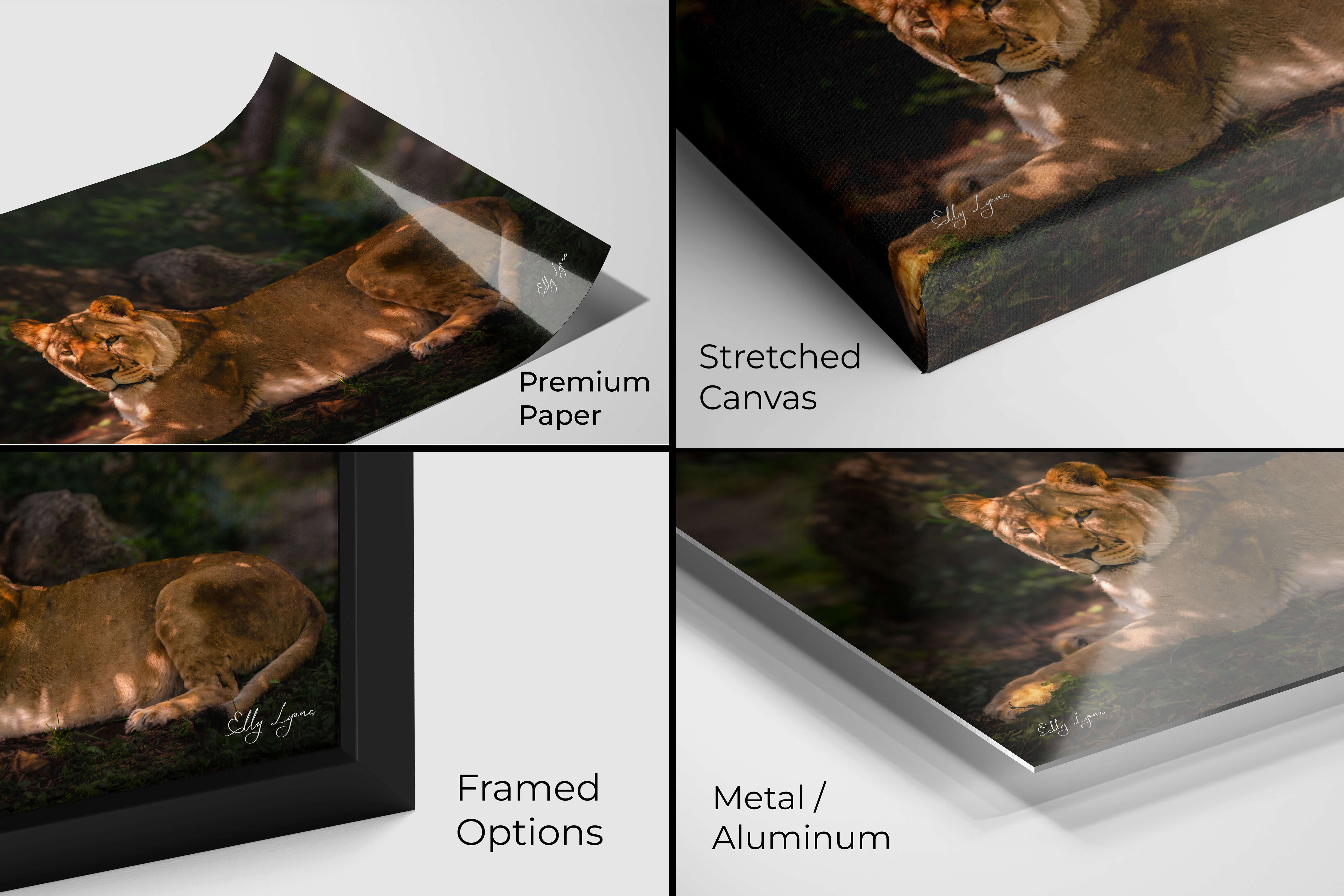 Close-up view of premium paper, stretched canvas, framed, and metal print finishes featuring an African lioness resting in golden light.
