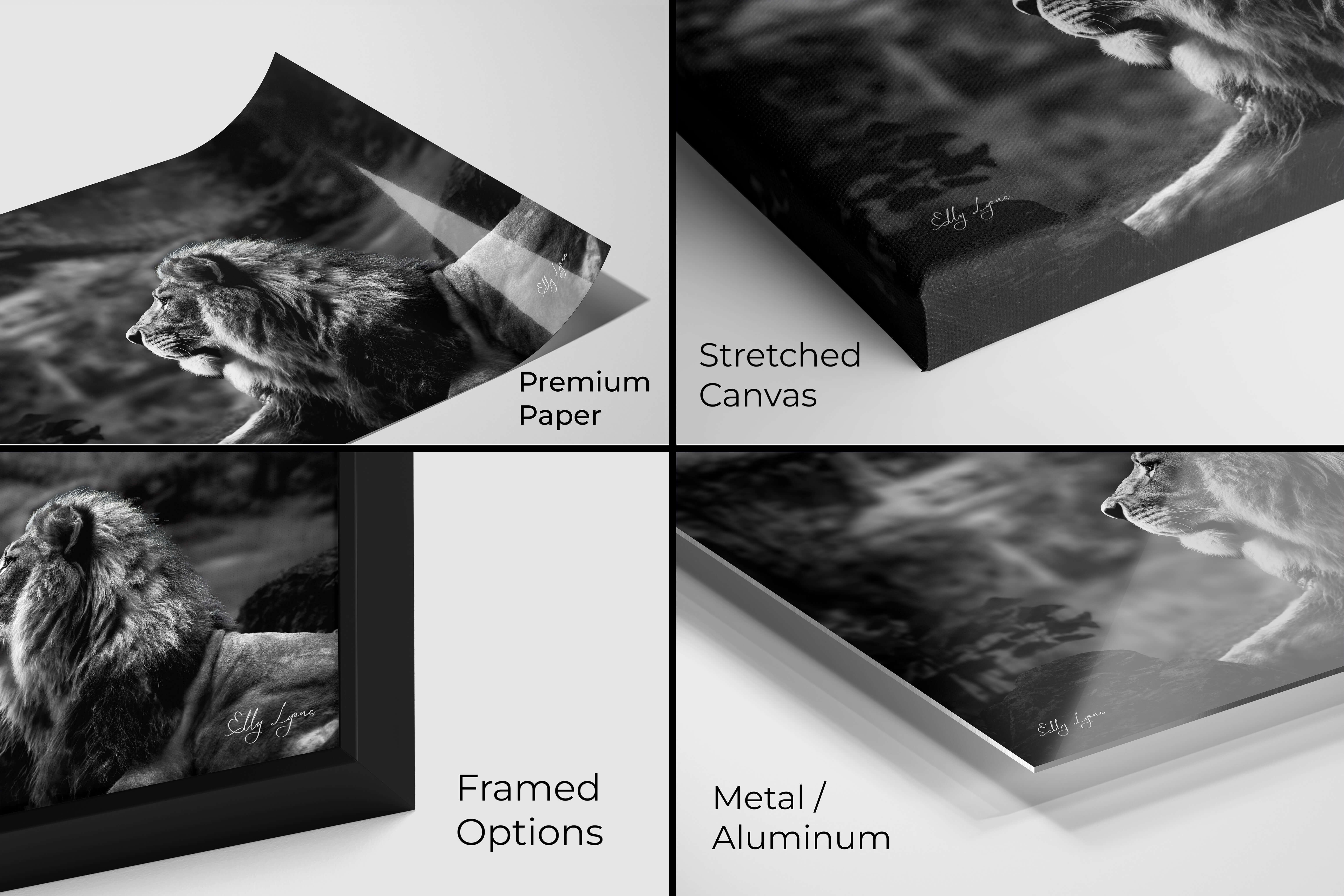 Close-up display of “The Watchman” lion print showing premium photo paper, stretched canvas, framed, and metal options.