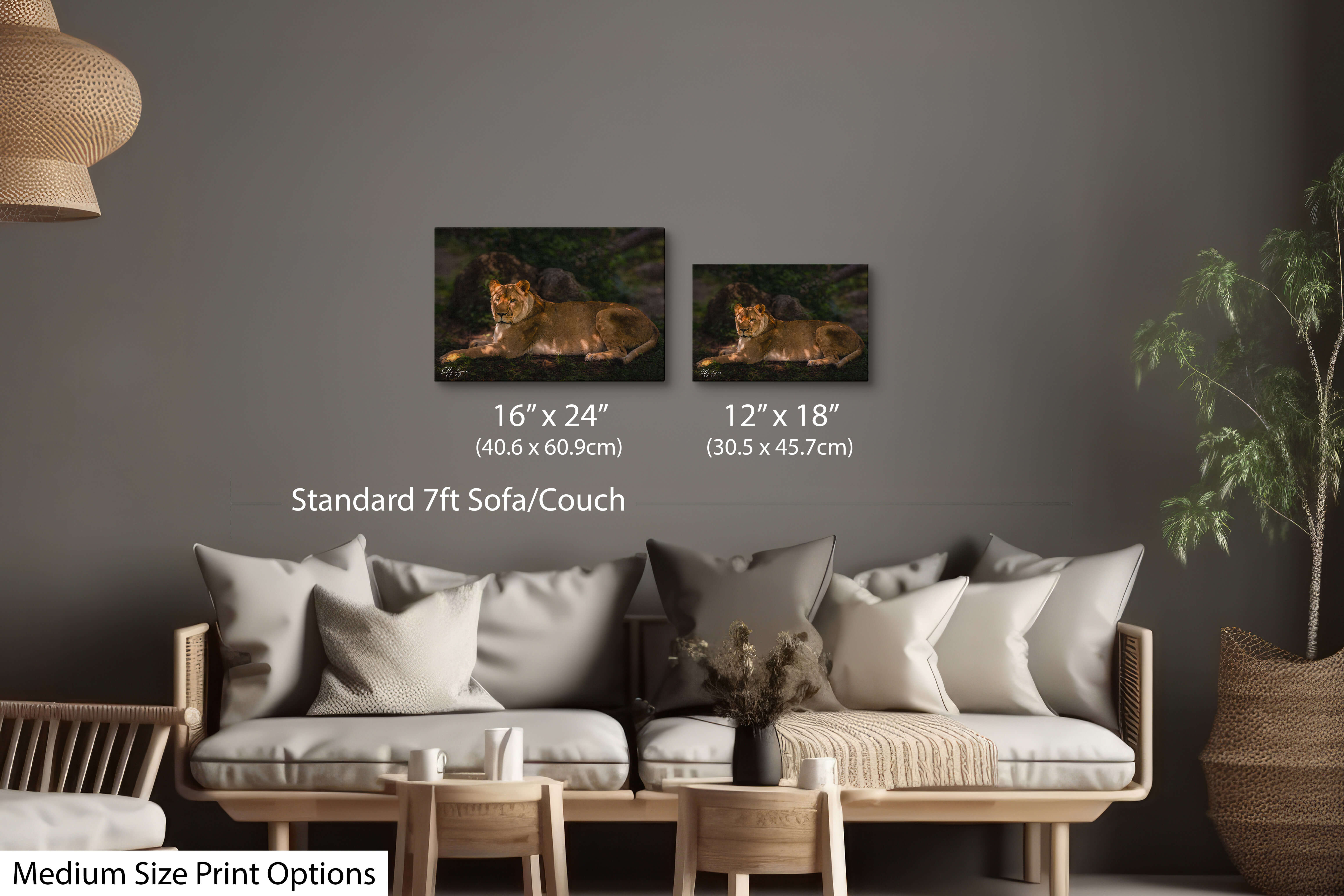 Two medium-sized wall art prints of a lioness in golden light displayed above a warm-toned living room couch.