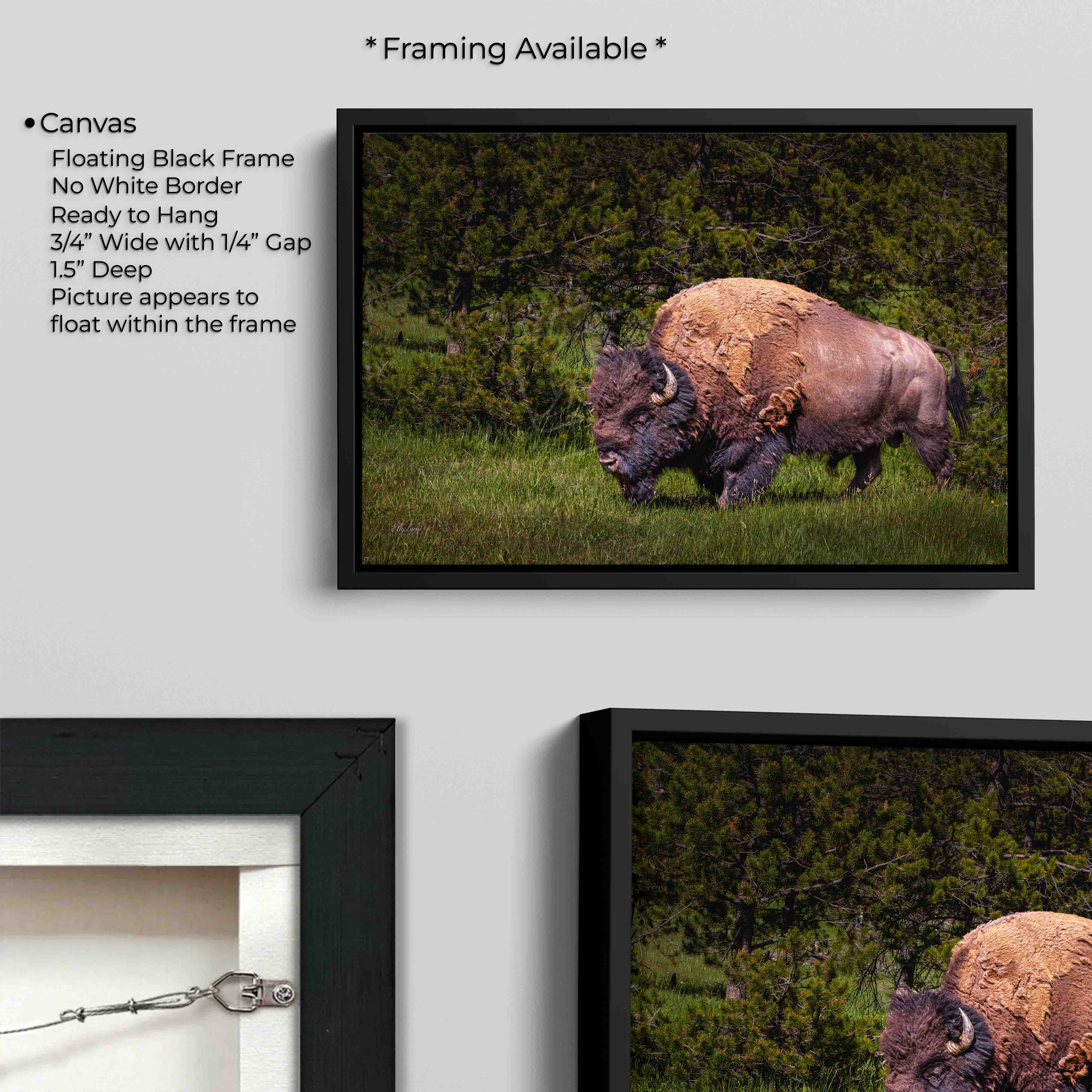 American Bison Print, Majestic Wildlife Decor