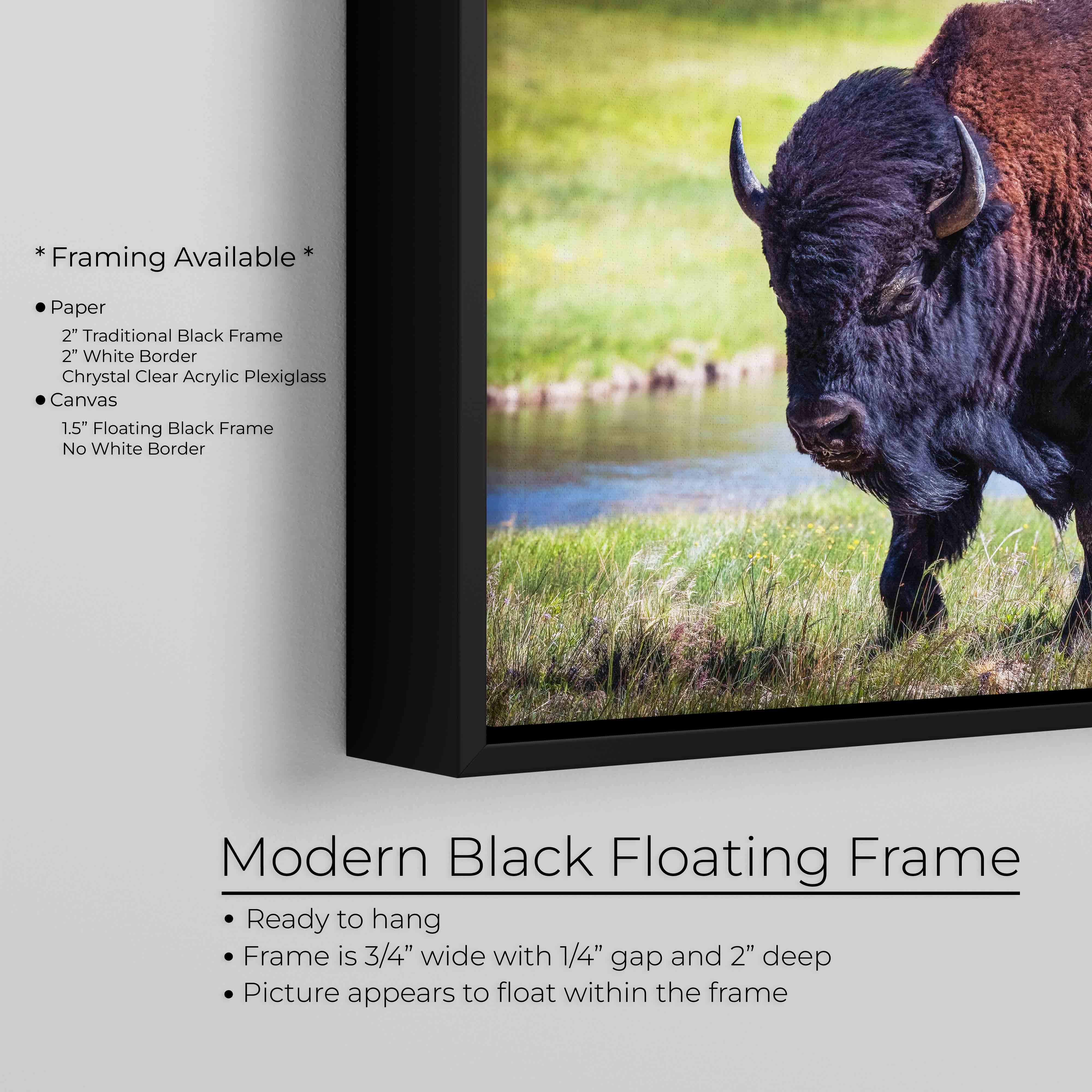 American Bison Wall Art Print – Yellowstone Wildlife Photography, Rustic Western Decor, Fine Art Buffalo Poster