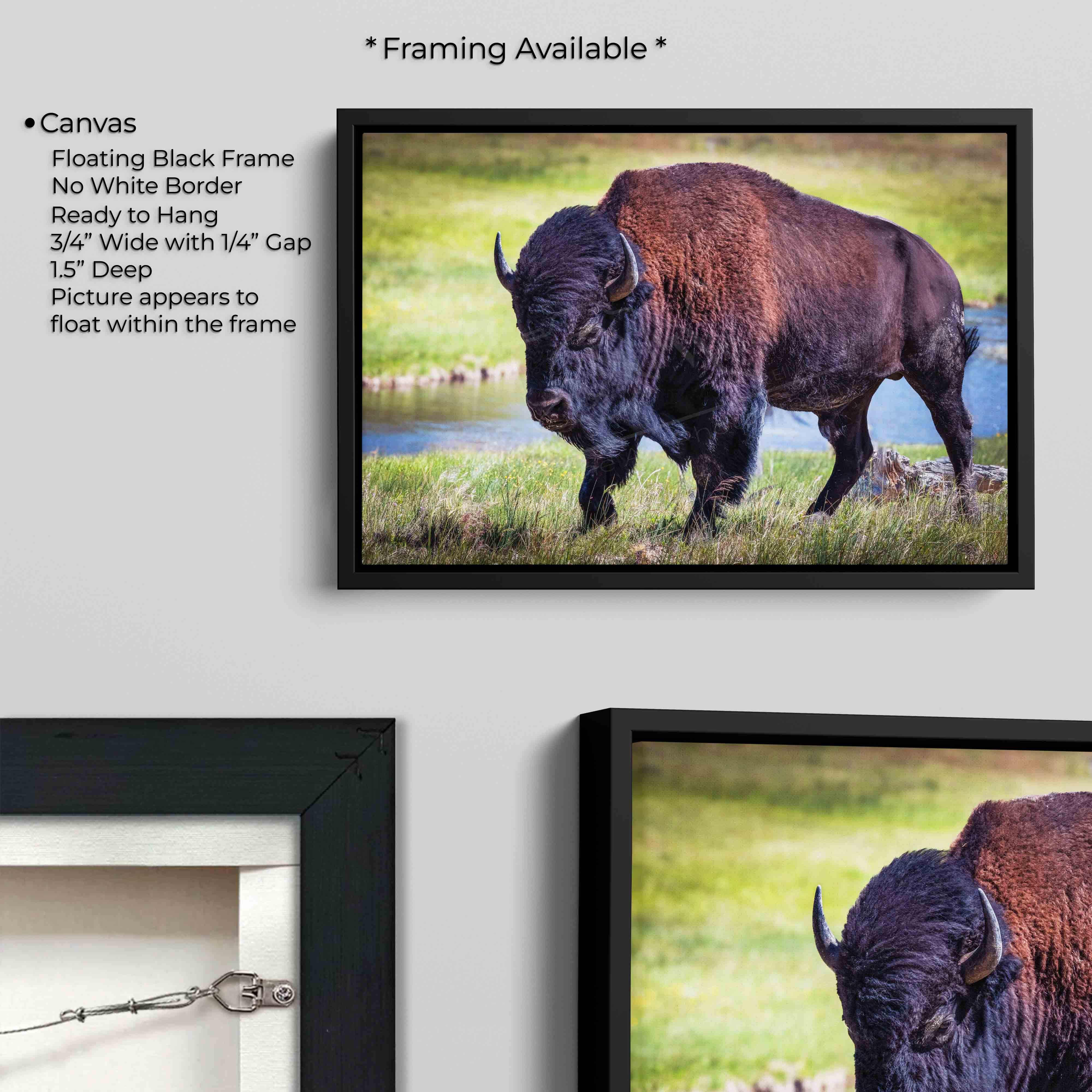 American Bison Wall Art Print – Yellowstone Wildlife Rustic Decor