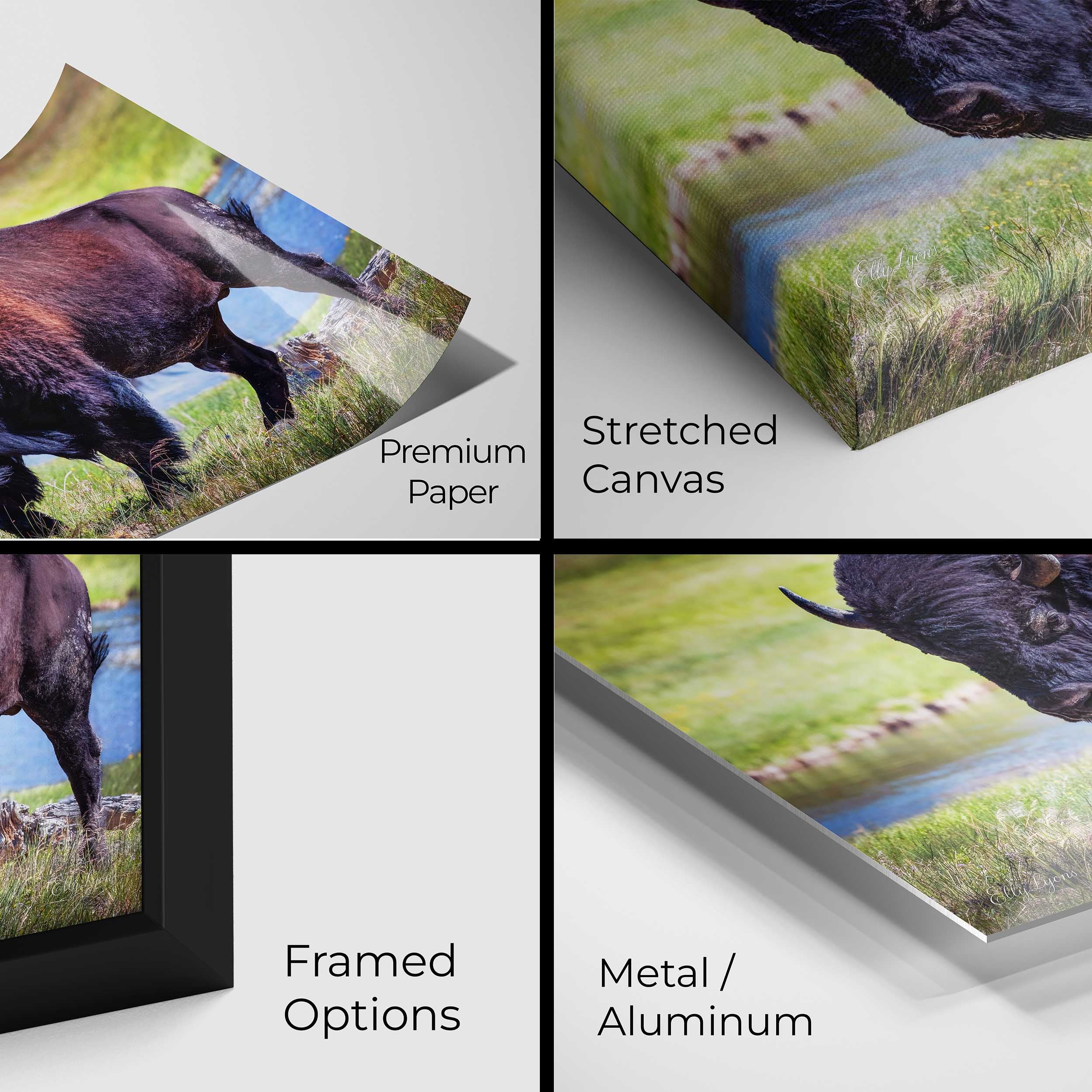 American Bison Art Print – Yellowstone Wildlife Art Prints