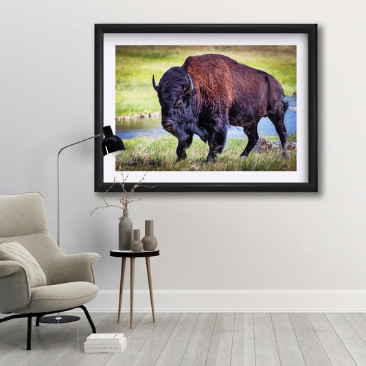 American Bison Wall Art Print – Yellowstone Wildlife Rustic Decor