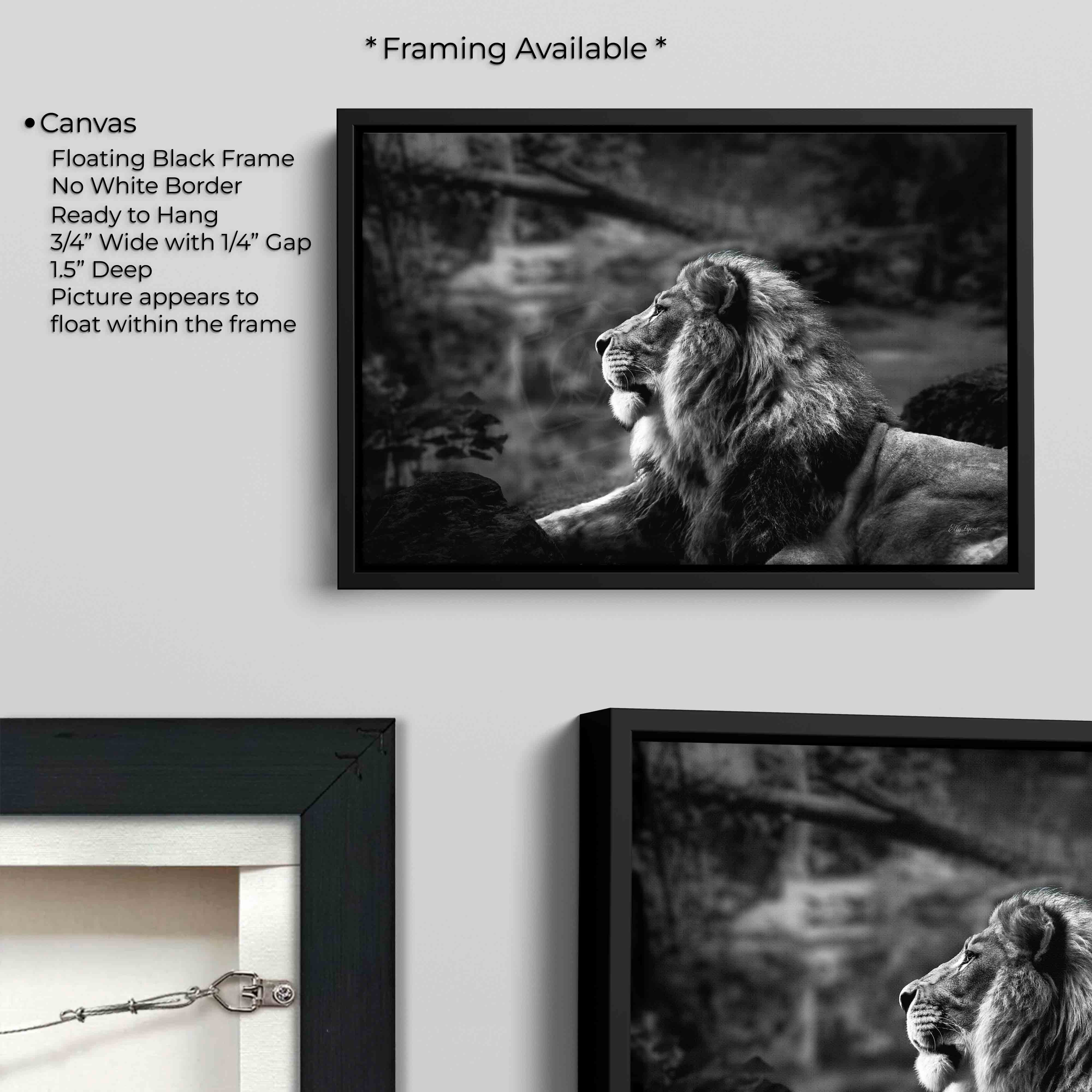 Black & White Lion Print