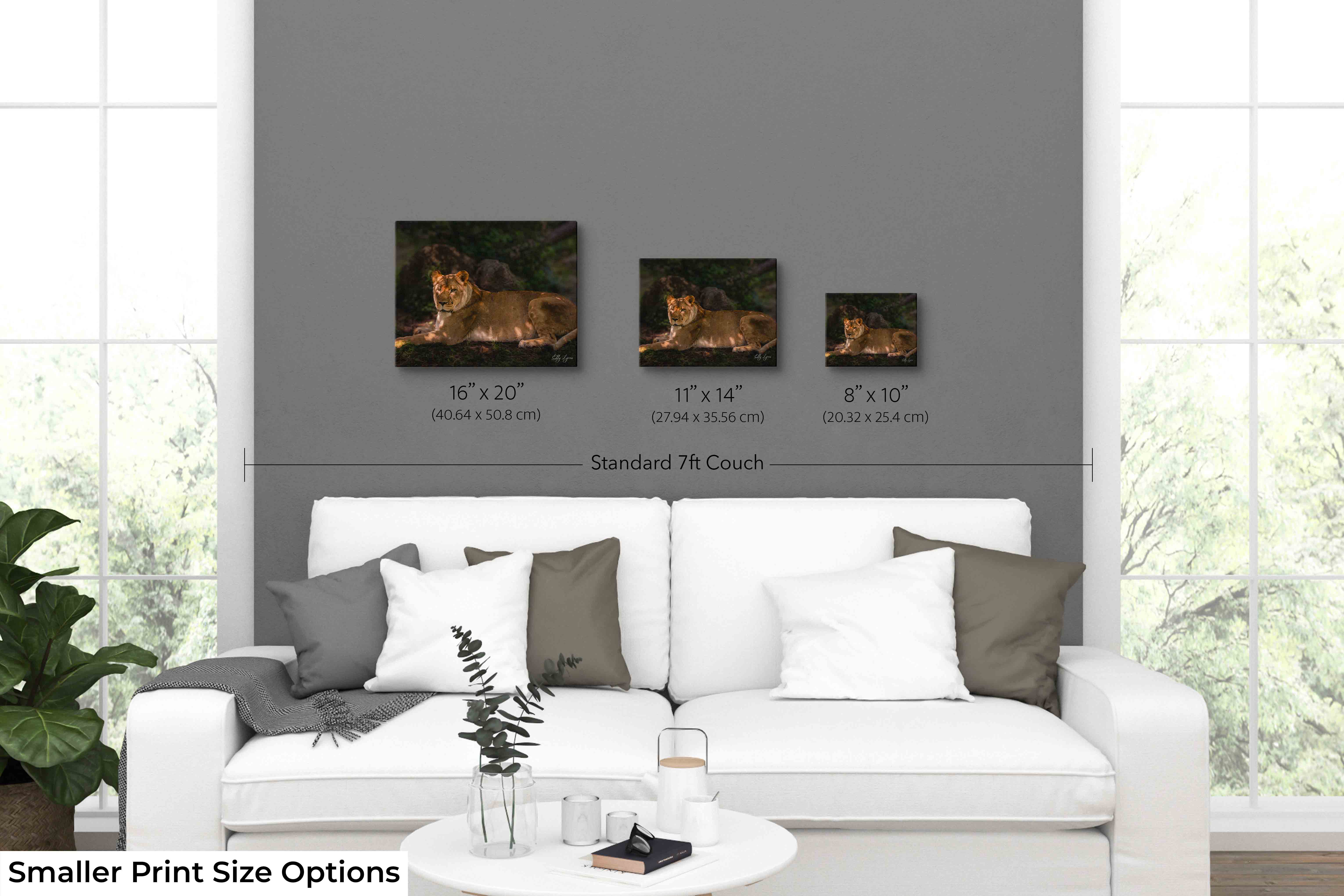 African Lioness Art Print – Majestic Wildlife Wall Art | Resting Lioness Decor