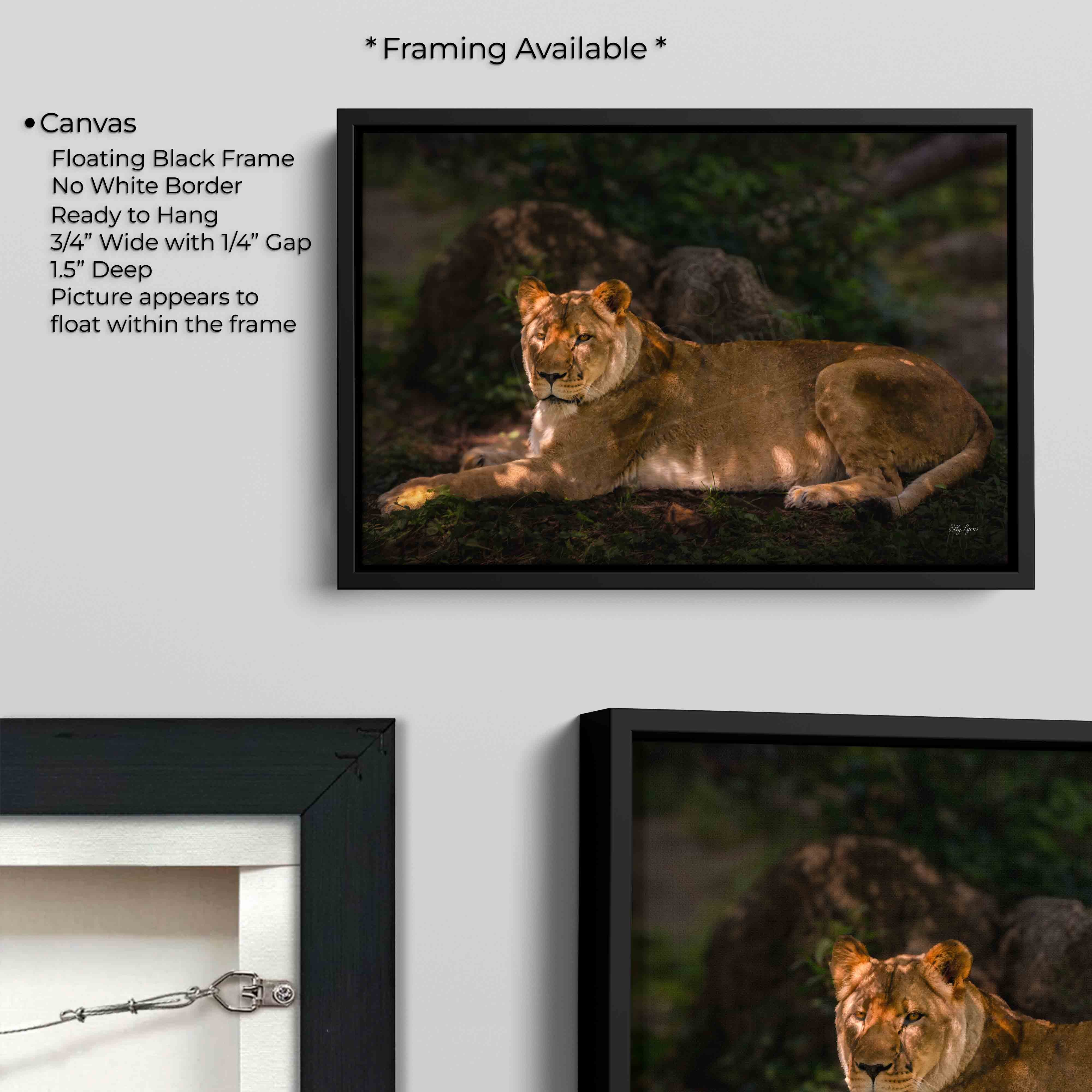 African Lioness Print – Majestic Wildlife Wall Decor
