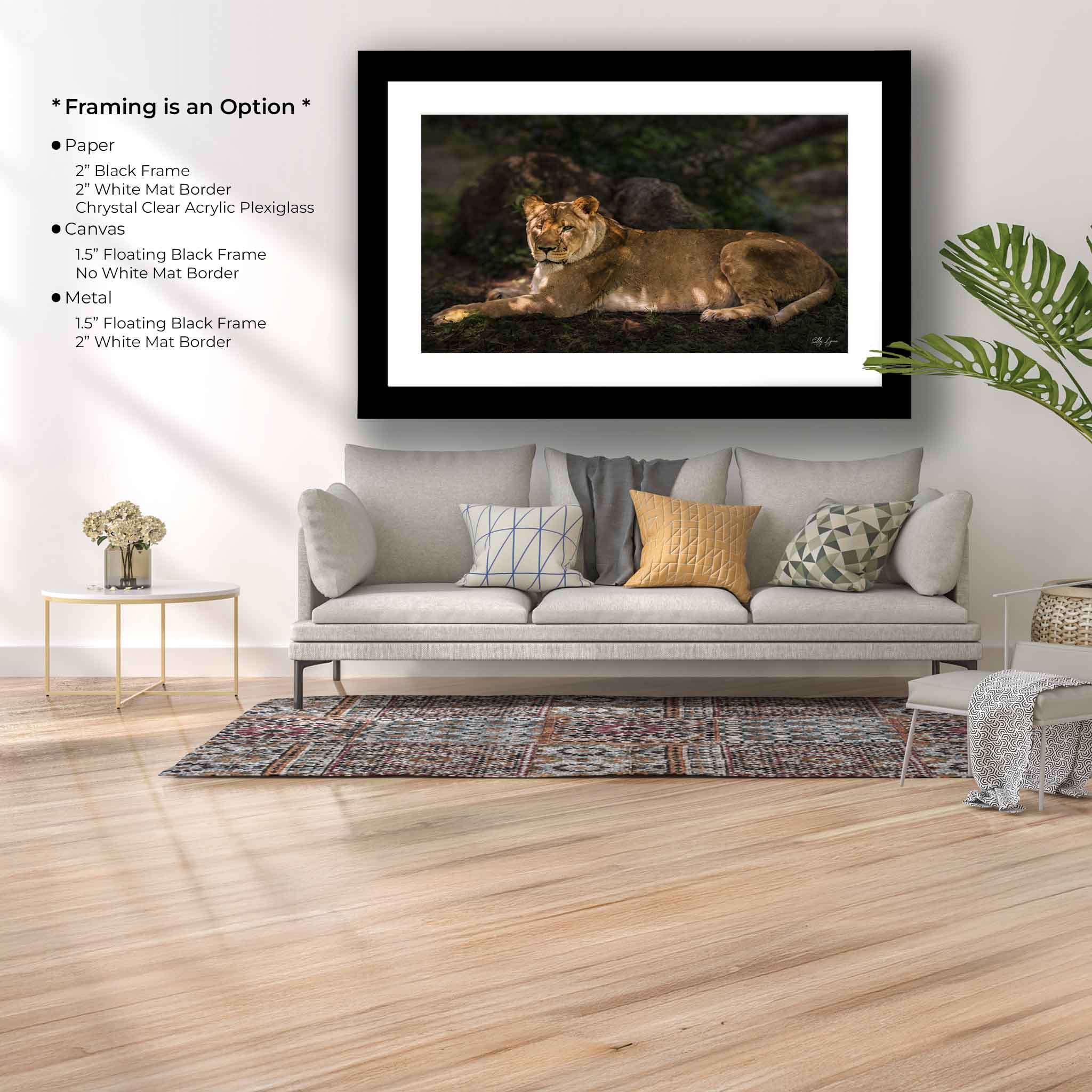 African Lioness Art Print – Majestic Wildlife Wall Art | Resting Lioness Decor