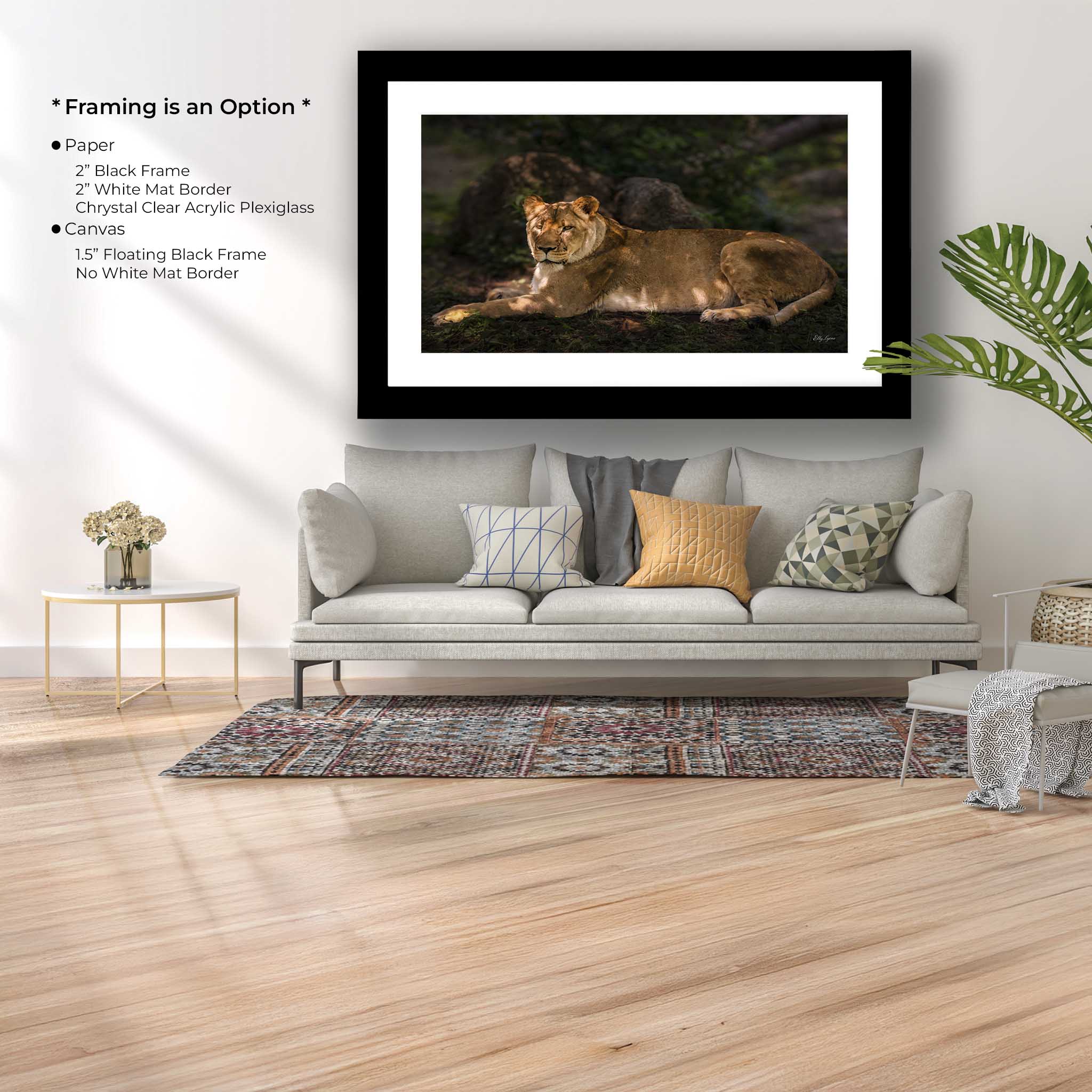 African Lioness Art Print – Majestic Wildlife Wall Art | Resting Lioness Decor