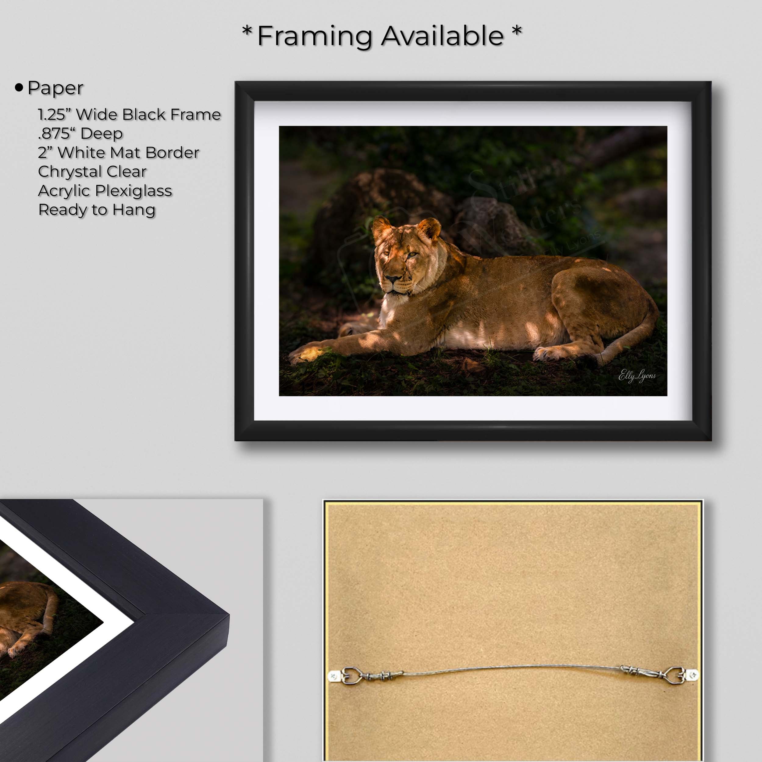 African Lioness Print – Majestic Wildlife Wall Decor