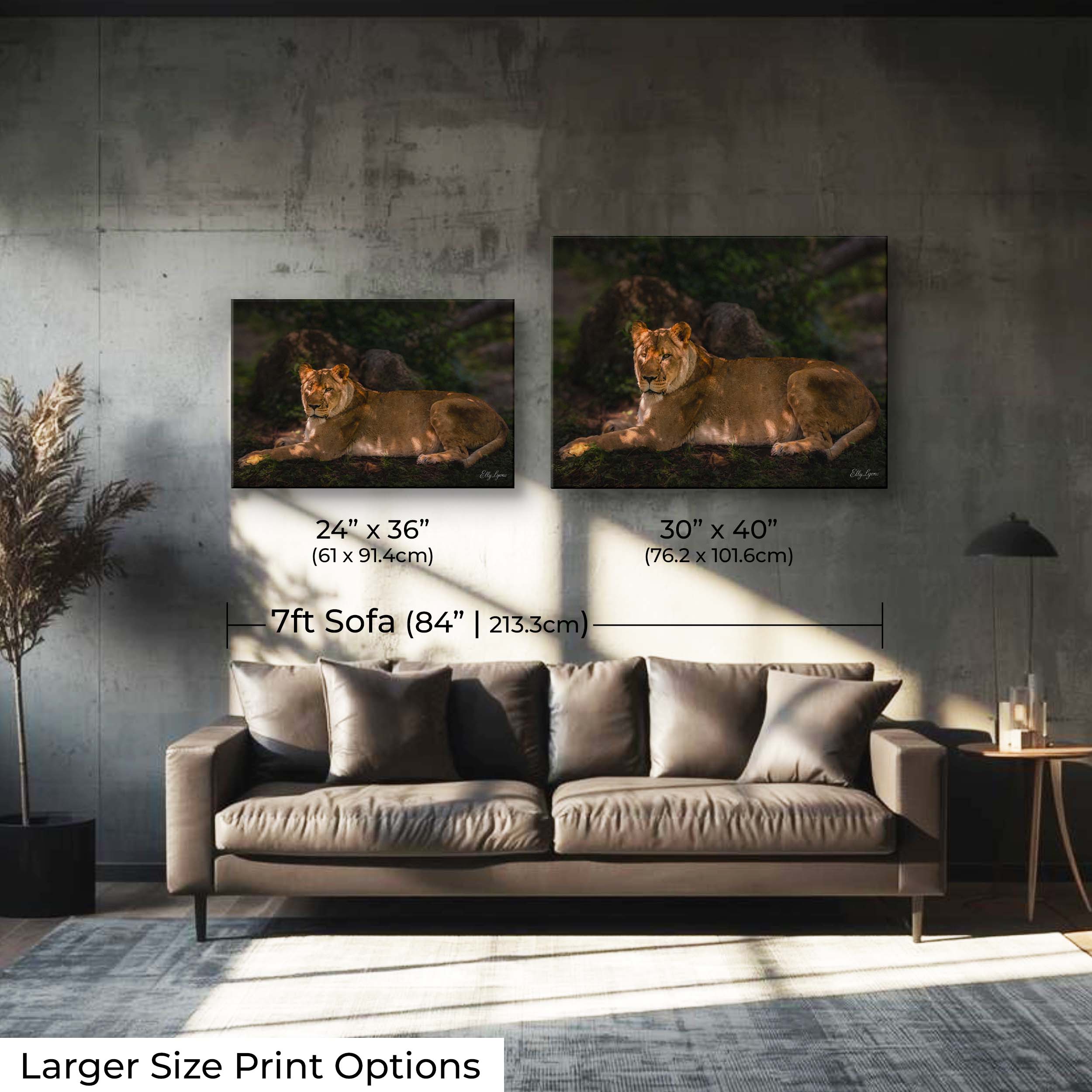African Lioness Print – Majestic Wildlife Wall Decor