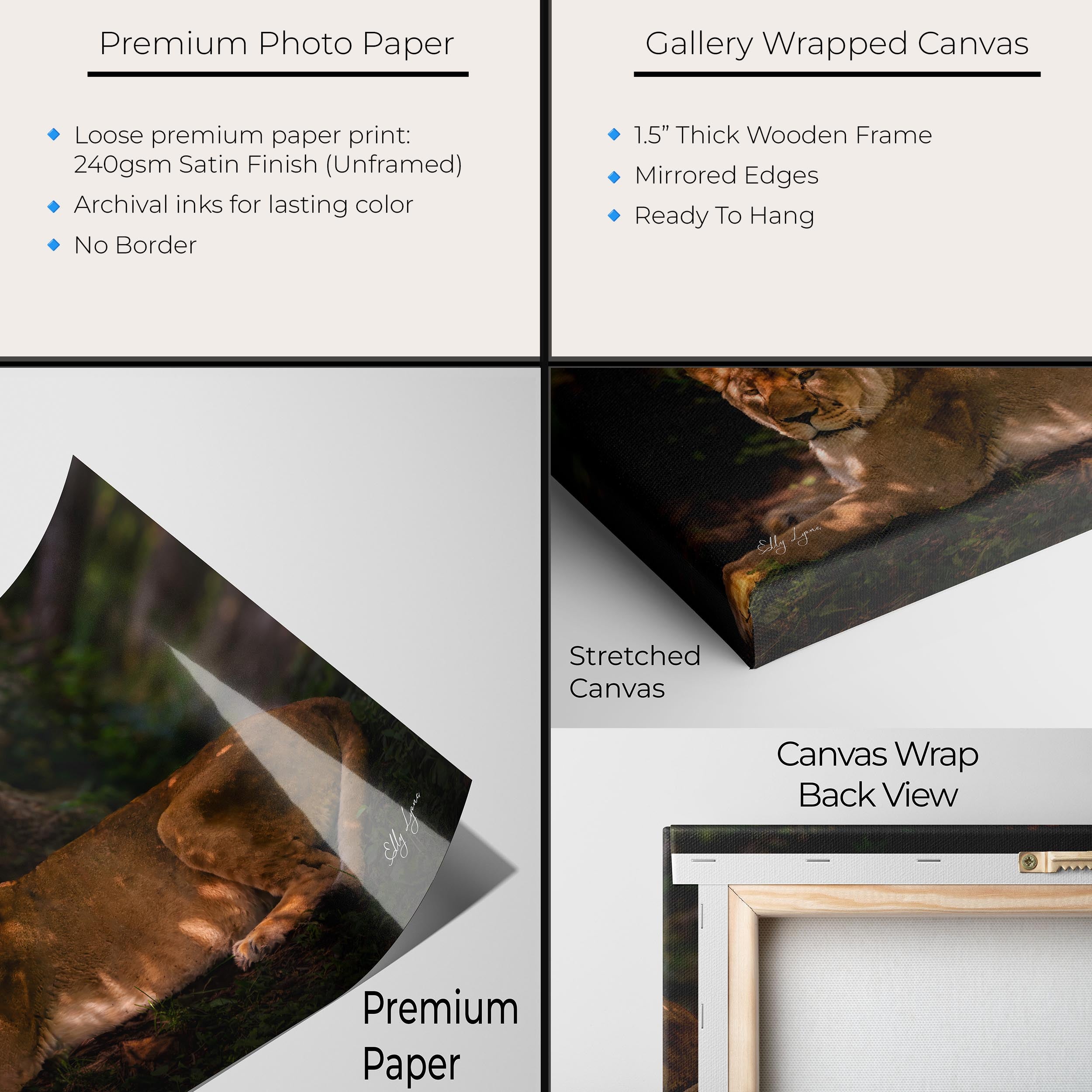 African Lioness Art Print – Majestic Wildlife Wall Art | Resting Lioness Decor