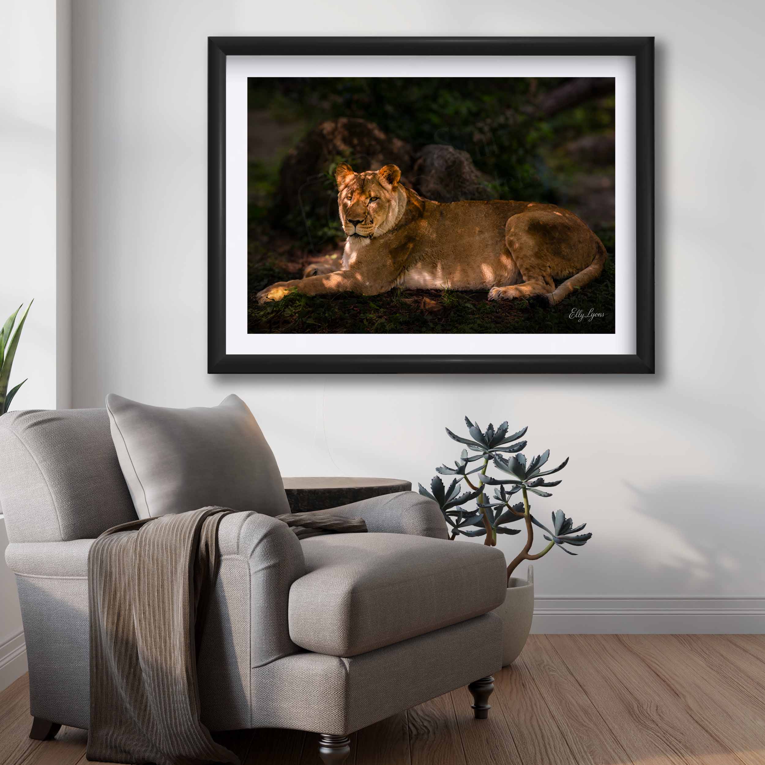 African Lioness Print – Majestic Wildlife Wall Decor